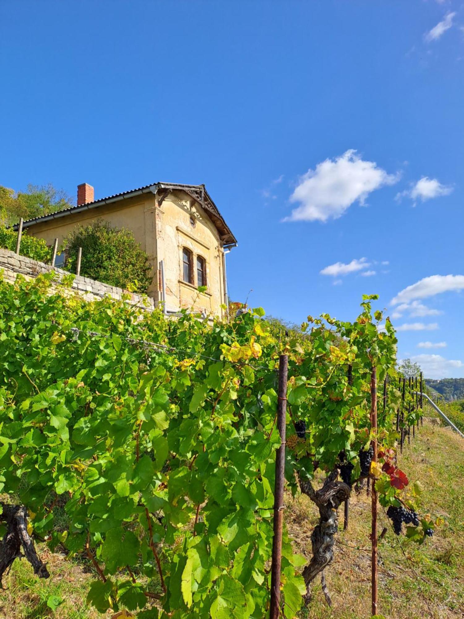 Ferienhaus Und Strausswirtschaft Im Weinberg Freyburg Exterior photo